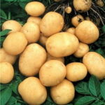 17. Семенной картофель
